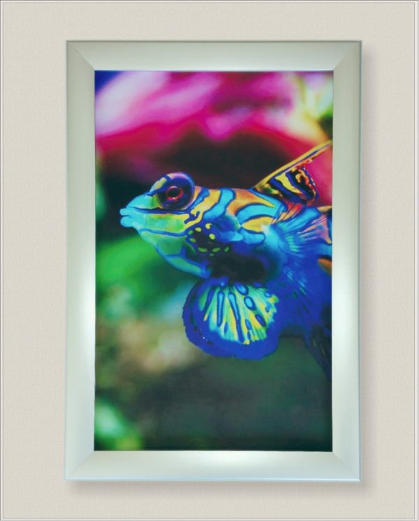 tropical fish on non-lit frame